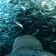 A view of the penguin charging through a shoal of sardines while feeding.